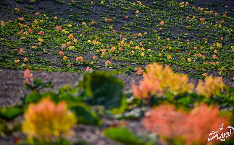 (تصاویر) دشت ریواس